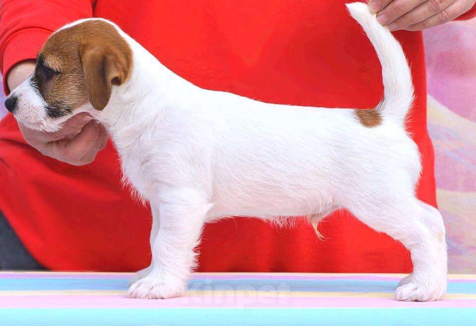 Собаки в Краснодаре: Щенки Джек Рассел терьера, 45 000 руб. - фото 1