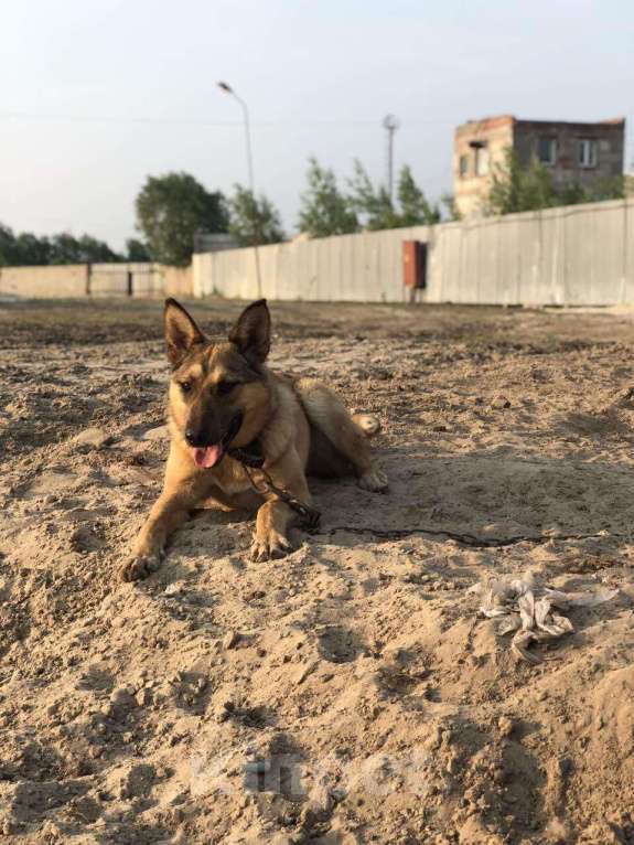 Собаки в Сургуте: Ищем дом, Бесплатно - фото 1