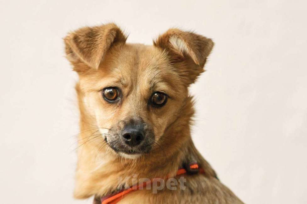 Собаки в других городах Московской области: Тэя в добрые руки Девочка, Бесплатно - фото 2