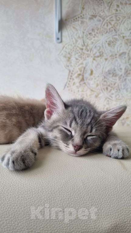 Кошки в Санкт-Петербурге: Красивый котенок дымчатый серый 2 месяца Мальчик, Бесплатно - фото 6