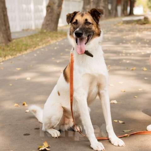 Собаки в Долгопрудном: Амурчику нужен тёплвый Дом и любящий хозяев Мальчик, Бесплатно - фото 8