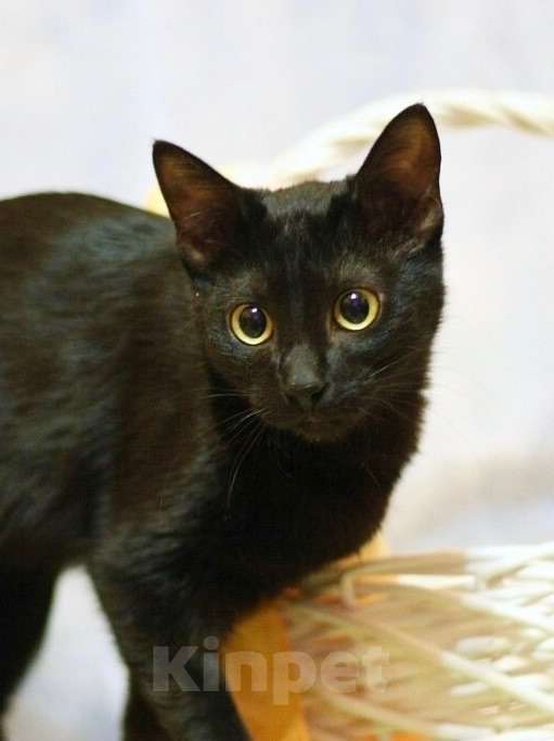 Кошки в Москве: Котенок-инвалид Багира, стройняшка в черной шубке в добрые руки  Девочка, Бесплатно - фото 1