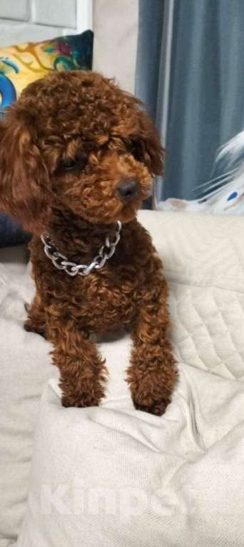 Собаки в Москве: Мальтипу девочки и мальчики Девочка, 55 000 руб. - фото 1