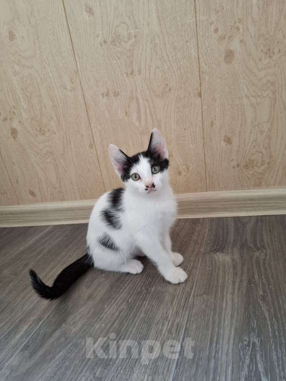 Кошки в Ставрополе: Отдам котёнка девочка Девочка, Бесплатно - фото 2