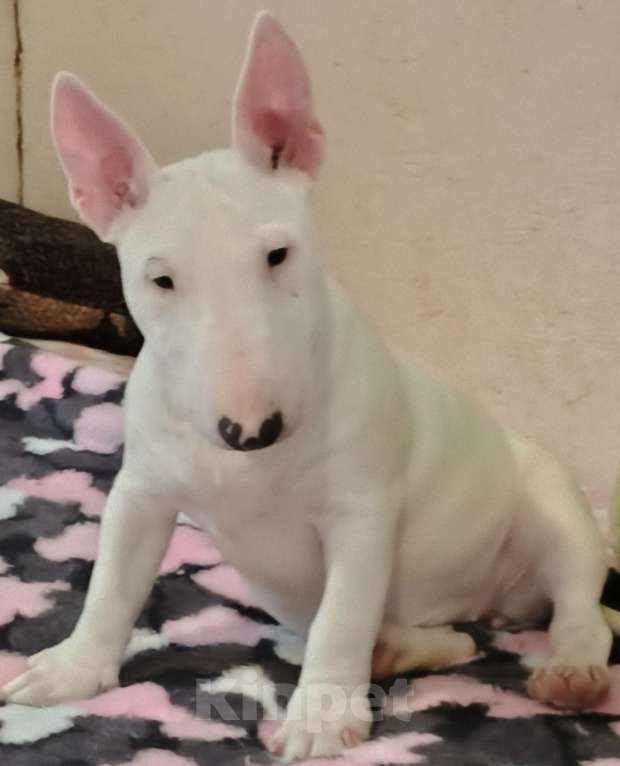 Собаки в Санкт-Петербурге: Щенок 4 мес. девочка Девочка, 60 000 руб. - фото 2