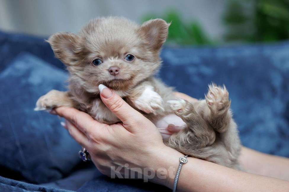 Собаки в Санкт-Петербурге: Красивый мальчик Чихуахуа Мальчик, 85 000 руб. - фото 5