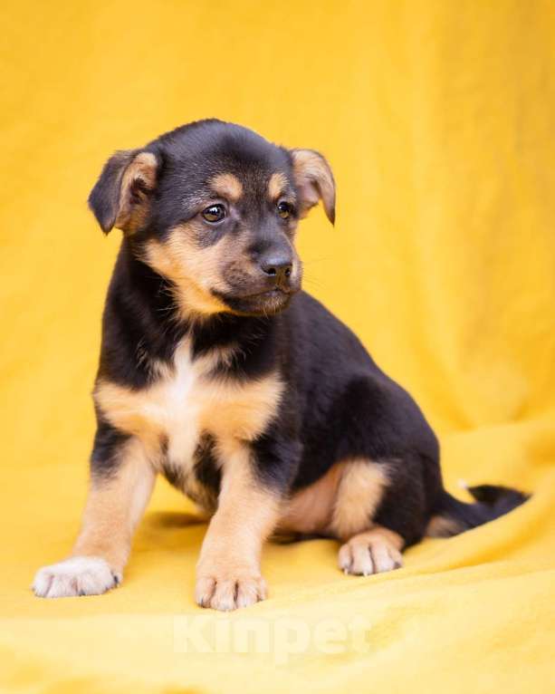 Собаки в Москве: Миниатюрный щенок в добрые руки Девочка, Бесплатно - фото 3