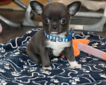 Собаки в Москве: Голубой крошка чихуа Мальчик, 75 000 руб. - фото 1