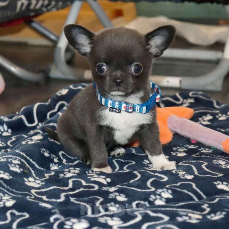 Собаки в Москве: Голубой крошка чихуа Мальчик, 75 000 руб. - фото 1