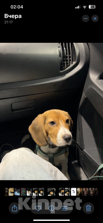 Собаки в Москве: Бигль девочка  Девочка, 10 000 руб. - фото 4