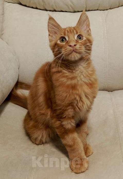 Кошки в Санкт-Петербурге: котенок мейн-кун# Мальчик, 45 000 руб. - фото 4