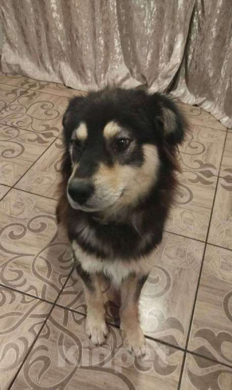 Собаки в Москве: Красивый уравновешенный пес Мальчик, 1 000 руб. - фото 2