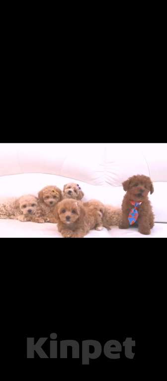 Собаки в Москве: Мальтипу ф1, девочка, Харизма Девочка, 100 000 руб. - фото 7