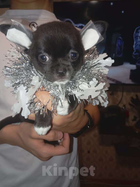 Собаки в Москве: Снежинка 2 Девочка, 30 000 руб. - фото 1