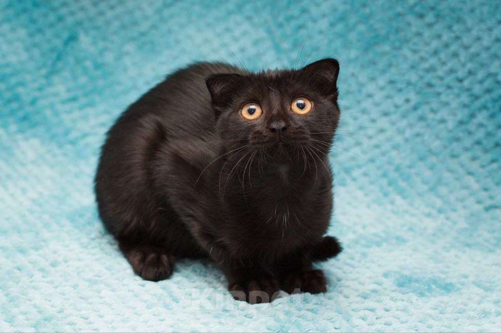 Кошки в Москве: Котенок Марио Мальчик, Бесплатно - фото 4