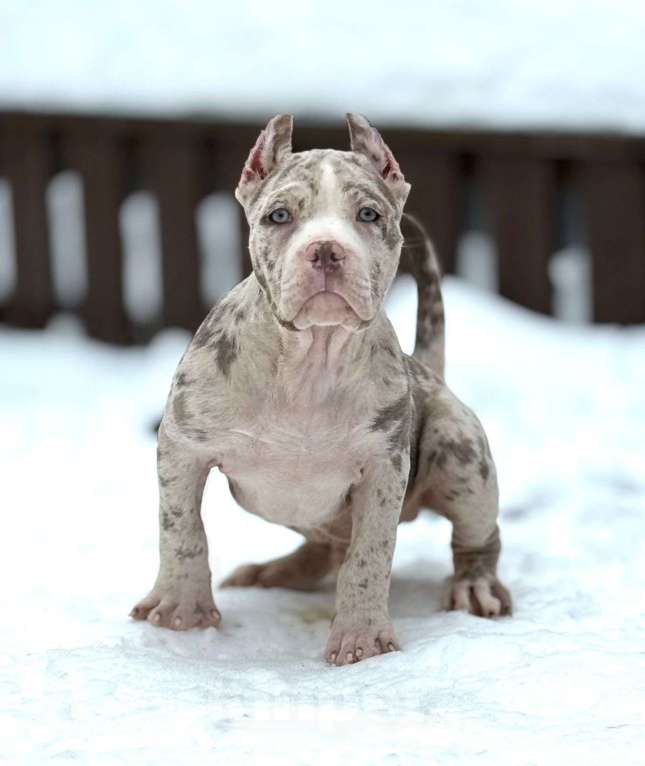Собаки в других городах Московской области: Предлагаются шикарные малыши Американский Булли разных типов 🤗 Разнополые, Бесплатно - фото 8