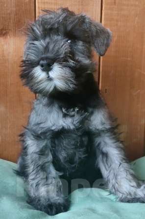 Собаки в Москве: цвергшнауцер девочка для дома Девочка, 35 000 руб. - фото 3