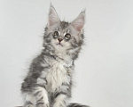 Кошки в Тюмени: Котенок мейн-кун девочка Девочка, 55 000 руб. - фото 1