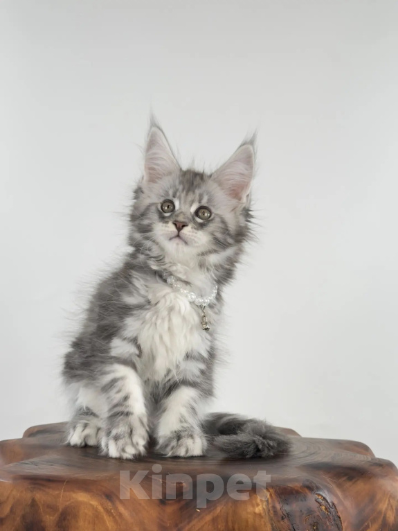 Кошки в Тюмени: Котенок мейн-кун девочка Девочка, 55 000 руб. - фото 1