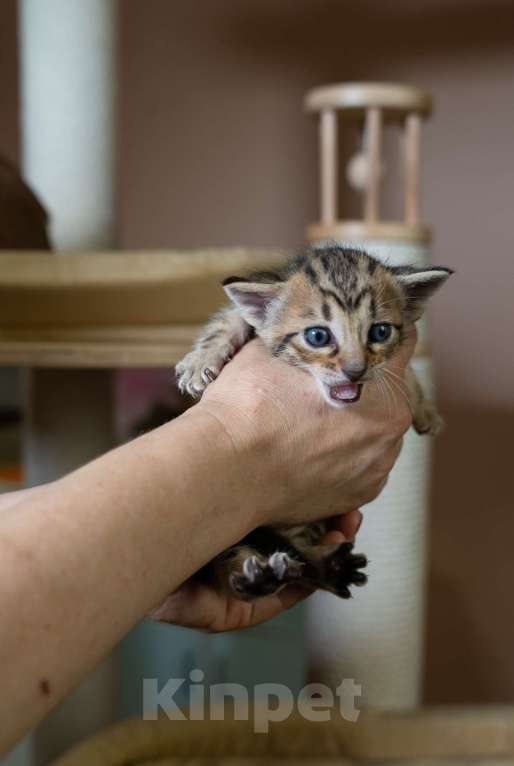 Кошки в Санкт-Петербурге: КОТЯТА Манчкин коротколапые Мальчик, 38 000 руб. - фото 9