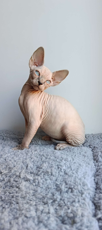 Кошки в Нефтекамске: Котенок Эльф- страйт!  Мальчик, 25 000 руб. - фото 2