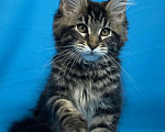 Кошки в Дедовске: Кот Мейн-Кун из питомника Мальчик, 60 000 руб. - фото 5