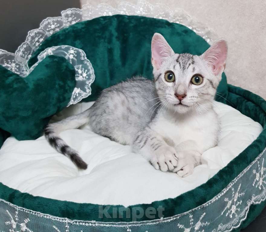 Кошки в Санкт-Петербурге: Котик редкой породы Египетская мау  Мальчик, Бесплатно - фото 1