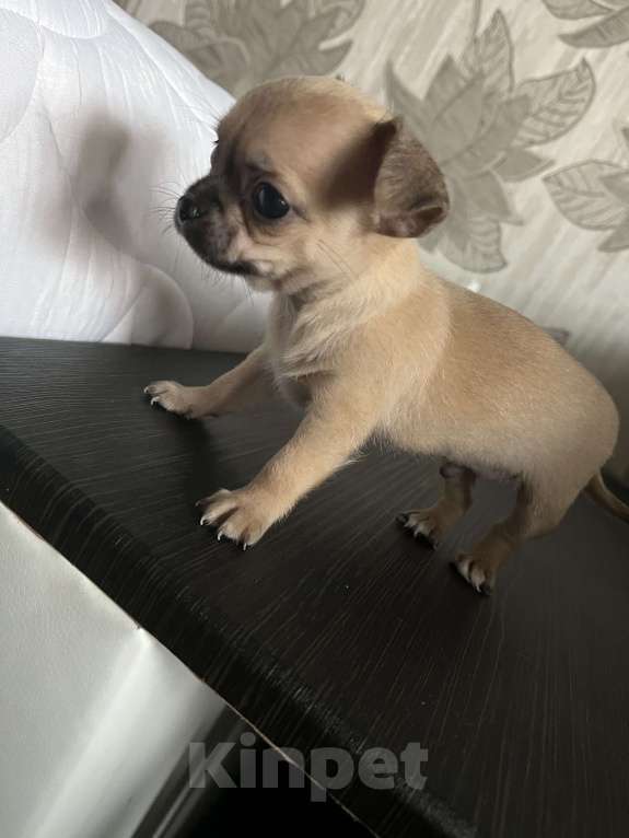 Собаки в Томске: Продам чихуахуа щенок  Мальчик, 25 000 руб. - фото 4