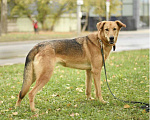 Собаки в Москве: Афина из приюта  в добрые руки Девочка, Бесплатно - фото 4