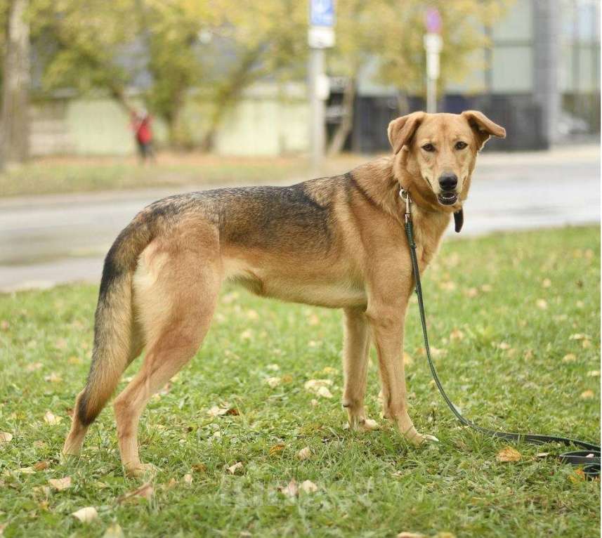 Собаки в Москве: Афина из приюта  в добрые руки Девочка, Бесплатно - фото 4