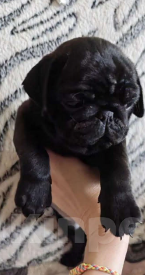 Собаки в Москве: Щенки мопса с документами Мальчик, 33 000 руб. - фото 1