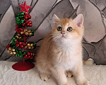 Кошки в Москве: Золотой котёнок Скоттиш-страйт  Мальчик, 50 000 руб. - фото 2