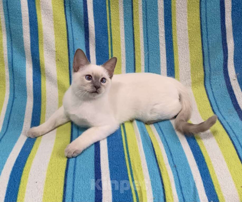 Кошки в Москве: ✨Тайский котёнок лайлак-пойнт, 4 месяца ✨ Мальчик, 60 000 руб. - фото 4