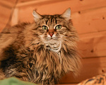 Кошки в Москве: Шикарные молодые котики и кошечки (1 г.) в дар Девочка, Бесплатно - фото 9