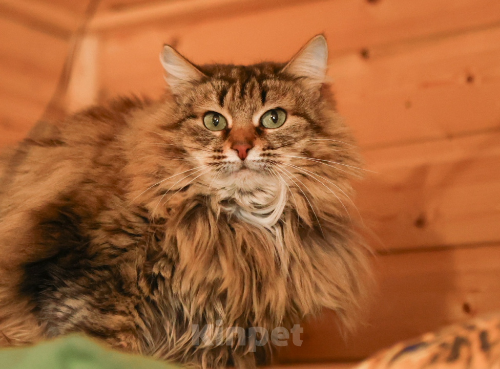 Кошки в Москве: Шикарные молодые котики и кошечки (1 г.) в дар Девочка, Бесплатно - фото 9