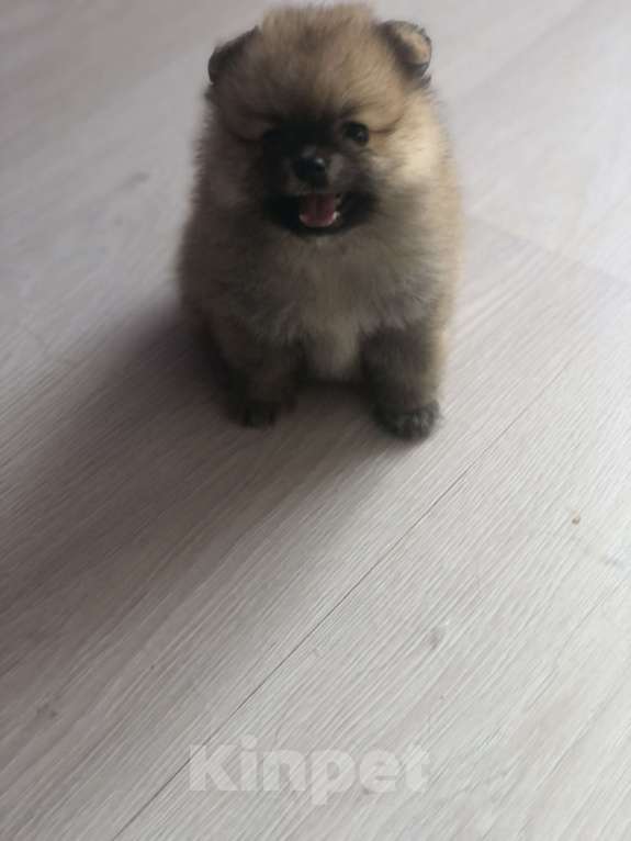 Собаки в Кирове: Померанский шпиц Девочка, 25 000 руб. - фото 6
