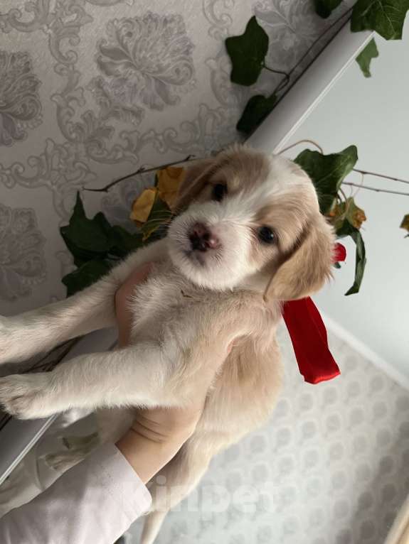 Собаки в Краснодаре: Малыш эстонской гончей  Девочка, 3 000 руб. - фото 6