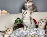 Кошки в Москве: Породистые шотландские котята из питомника Девочка, 70 000 руб. - фото 3