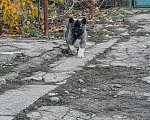 Собаки в Таганроге: Продам щенков Девочка, 2 000 руб. - фото 1