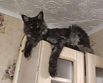 Кошки в Кингисеппе: Мейн-кун, кошка, 3 000 руб. - фото 3