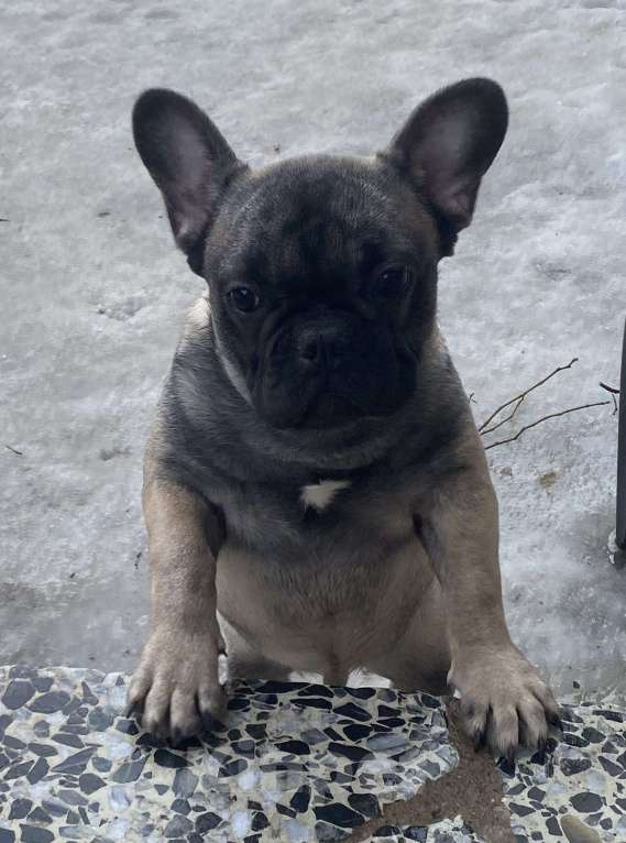 Собаки в Санкт-Петербурге: Шикарный мальчик французского бульдога Мальчик, 45 000 руб. - фото 9