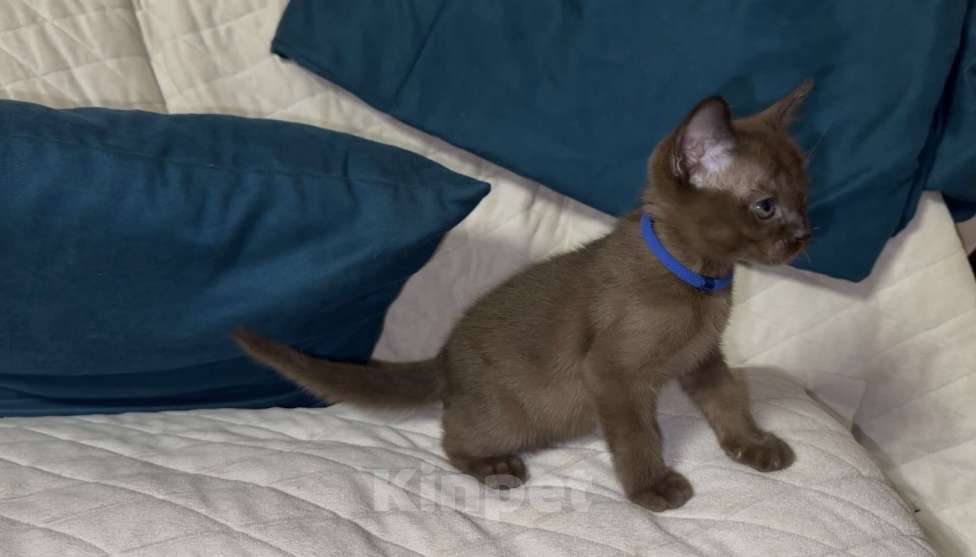Кошки в Москве: Буми соболь Мальчик, 35 000 руб. - фото 2