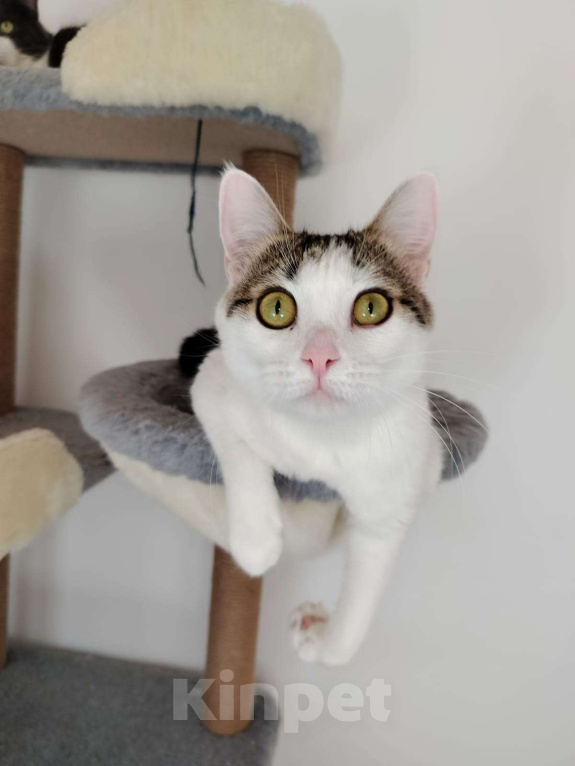 Кошки в Москве: Лапка. Лапочка. Лапушка. Девочка, Бесплатно - фото 3