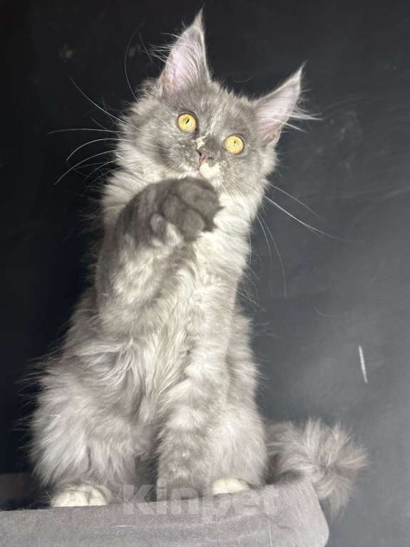 Кошки в Москве: Котенок мейн-кун Девочка, 30 000 руб. - фото 6