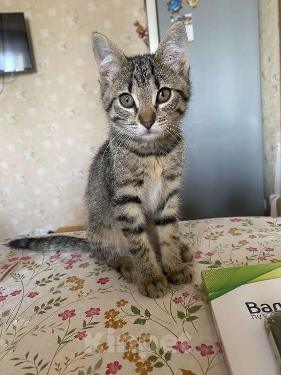 Кошки в Москве: Нюша в добрые руки Девочка, Бесплатно - фото 2