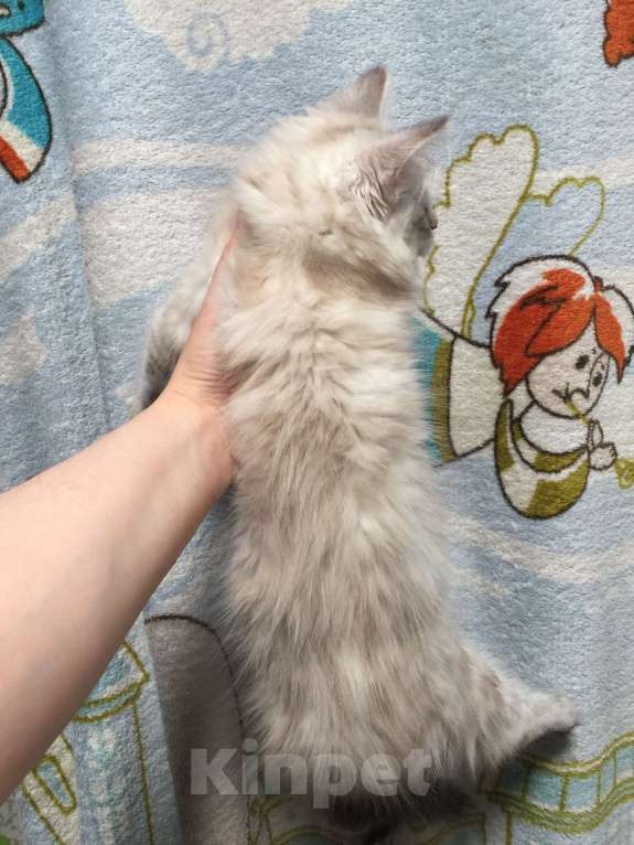 Кошки в Санкт-Петербурге: Невский маскарадный котёнок, кошка Девочка, 45 000 руб. - фото 1