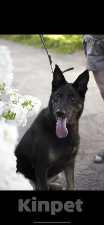 Собаки в Пушкино: Собака ищет семью! Мальчик, Бесплатно - фото 1