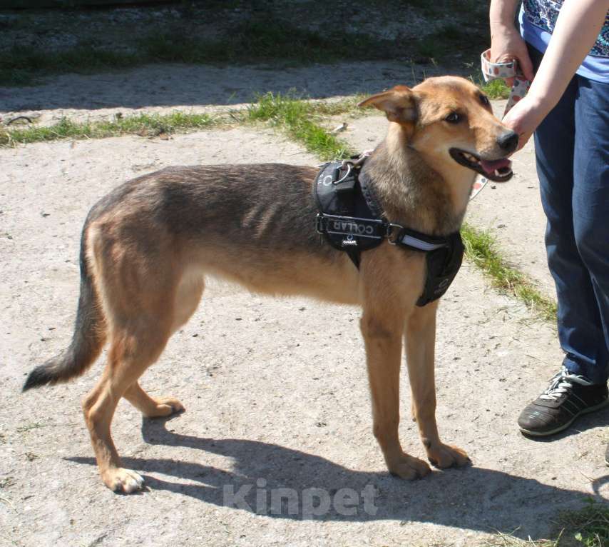 Собаки в Москве: Молоденькая ласкушечка Ариша ждет родную семью всю свою маленькую жизнь!  Девочка, Бесплатно - фото 8