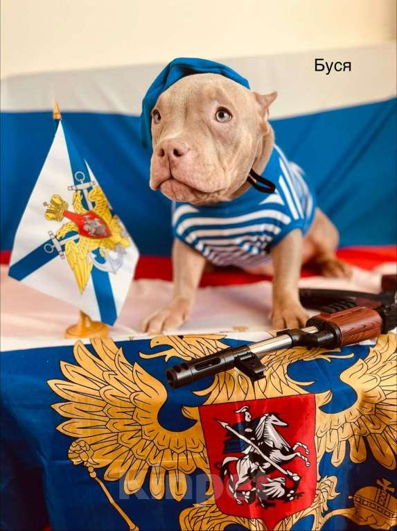 Собаки в Мурином: Буся Девочка, 65 000 руб. - фото 1