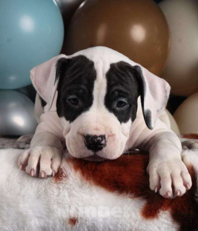 Собаки в Барнауле: Продам щенков АСТ Девочка, Бесплатно - фото 2